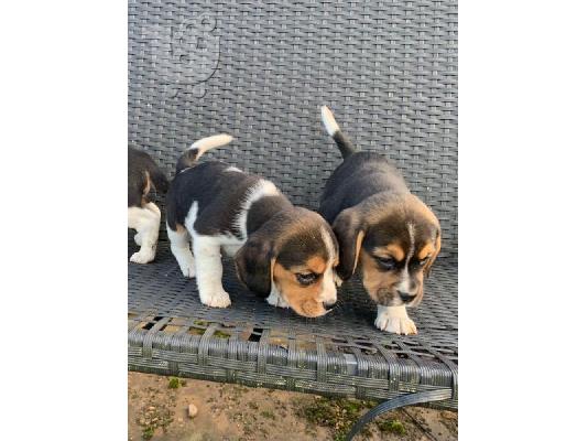 Κουτάβια Beagle Tricolor.